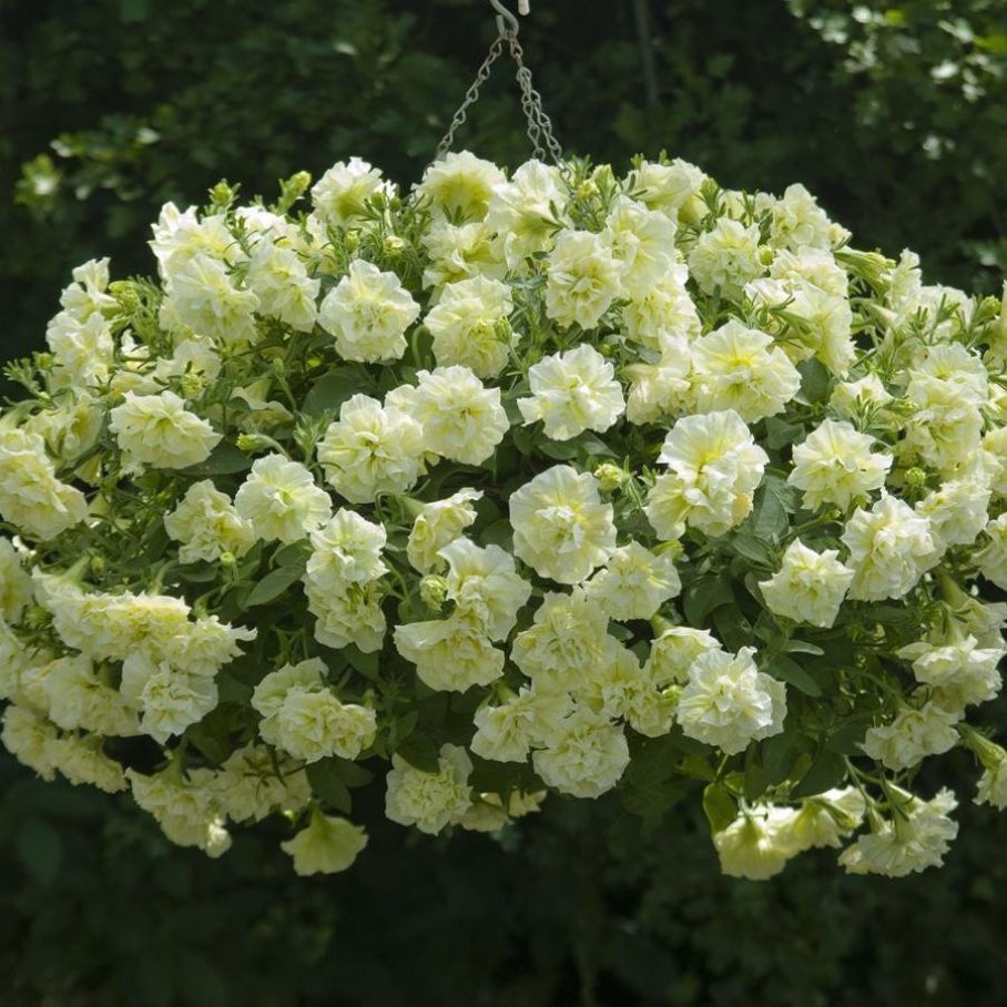 Петуния Тумбелина Сузанна